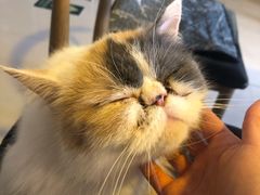 -平行世界·猫咖(首经贸店)