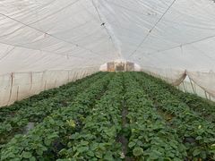 -小鱼草莓采摘园农家乐·小鱼餐厅