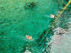 -乡土特色.冷锅鱼.牦牛肉汤锅