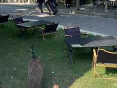 -J Create城市露营咖啡·简餐·宠物(上海动物园店)