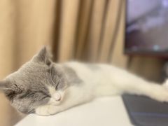 -瑞派名望24h动物医院异宠专科·猫专科·骨科·重症监护分院