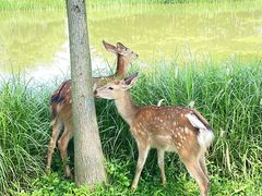 -森波拉奇妙世界