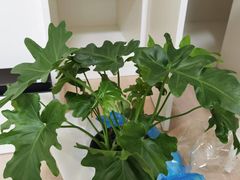 -双季花艺园艺市场(浦东店)