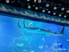 -烟台海昌鲸鲨海洋公园