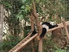 -成都大熊猫繁育研究基地