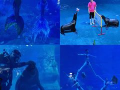 -烟台海昌鲸鲨海洋公园