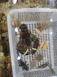 -钓虾工场·钓虾·赶海(回龙观店)