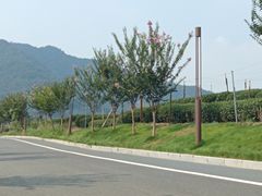 -龙坞茶村