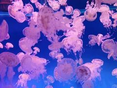 -渡海小渔村.老辈日照菜