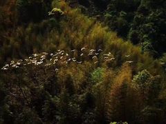 -祁门牯牛降观音堂风景区