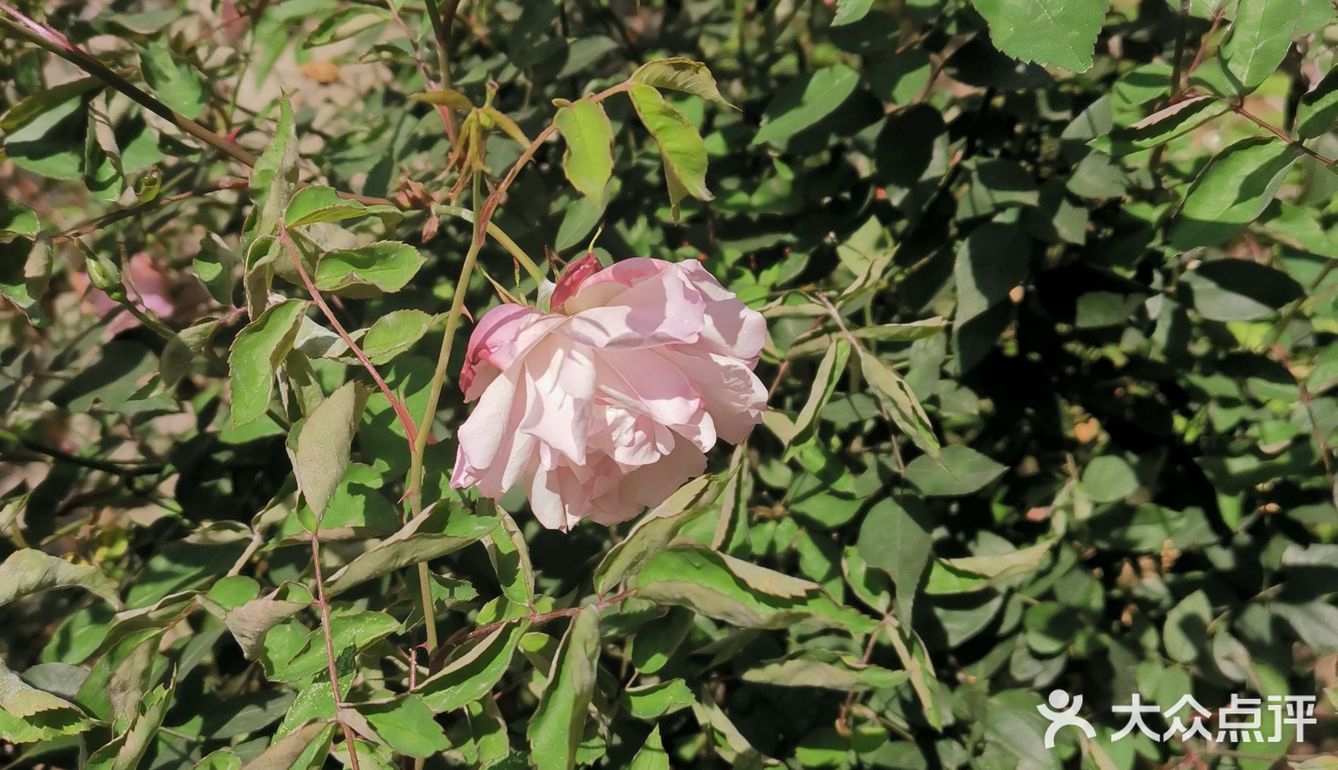🌸花都开了