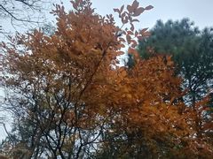 -冶父山国家森林公园