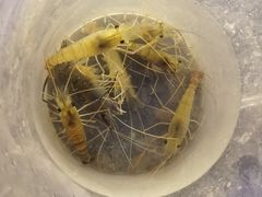 -DGE季风钓虾营地·团建·聚会