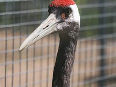 -盐城丹顶鹤湿地生态旅游区