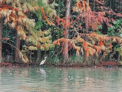 -上海海湾国家森林公园