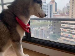 -Husky Go! 哈士奇体验馆·宠物咖啡厅狗咖