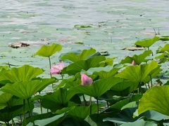 -丁香湖公园