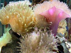 -太平洋海底世界