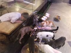 -zoonana室内动物园(东方福来德店)