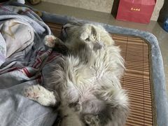 -凯特喵百思猫专科医院