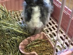 -藦茜花园宠物主题亲子互动体验馆(国顺东路店)