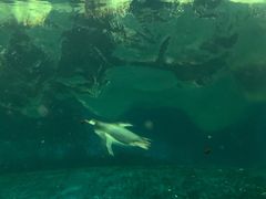 -凯莉-塔尔敦海洋生物水族馆