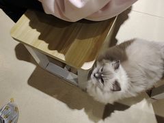 -藏猫猫咖啡主题馆(中央大道店)