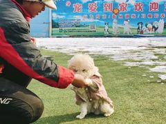 -宠物寄养训练学校