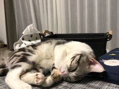 -纳吉亚猫专科动物医院博雅分院