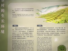 -中国茶叶博物馆(双峰馆区)
