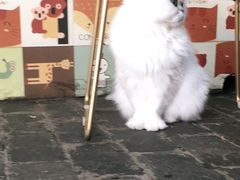 -喵屿·大理花园猫咖