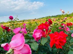 -廊坊文化艺术中心