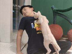 -飞行喵MR PILOT|猫舍·猫咖(静安大融城店)