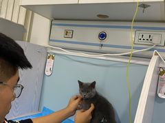 -纳吉亚猫专科动物医院·北北分院