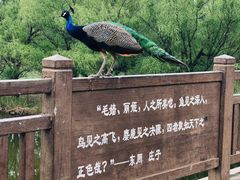 -北京麋鹿生态实验中心