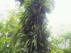 -广西壮族自治区药用植物园