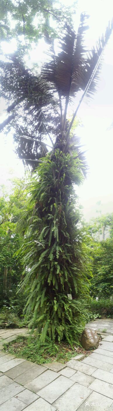 广西壮族自治区药用植物园图片