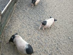 -前小桔亲子创意农场·草莓采摘·露营烧烤