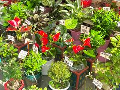 -哈尔滨道外花鸟鱼市场