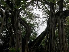 -瑞丽独树成林风景区