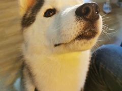 -Husky Go! 哈士奇体验馆·宠物咖啡厅狗咖