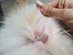 -瑞派宠物医院(搏威敦和院)