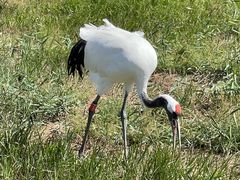 -盐城丹顶鹤湿地生态旅游区