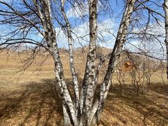 -塞罕坝国家级自然保护区