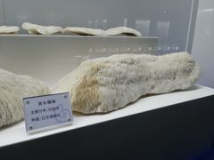 -贝壳王国博物馆