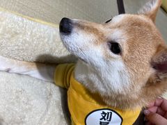 -逗柴咖啡屋·狗咖猫咖宠物桌游