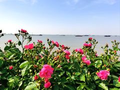 -上海滨江森林公园