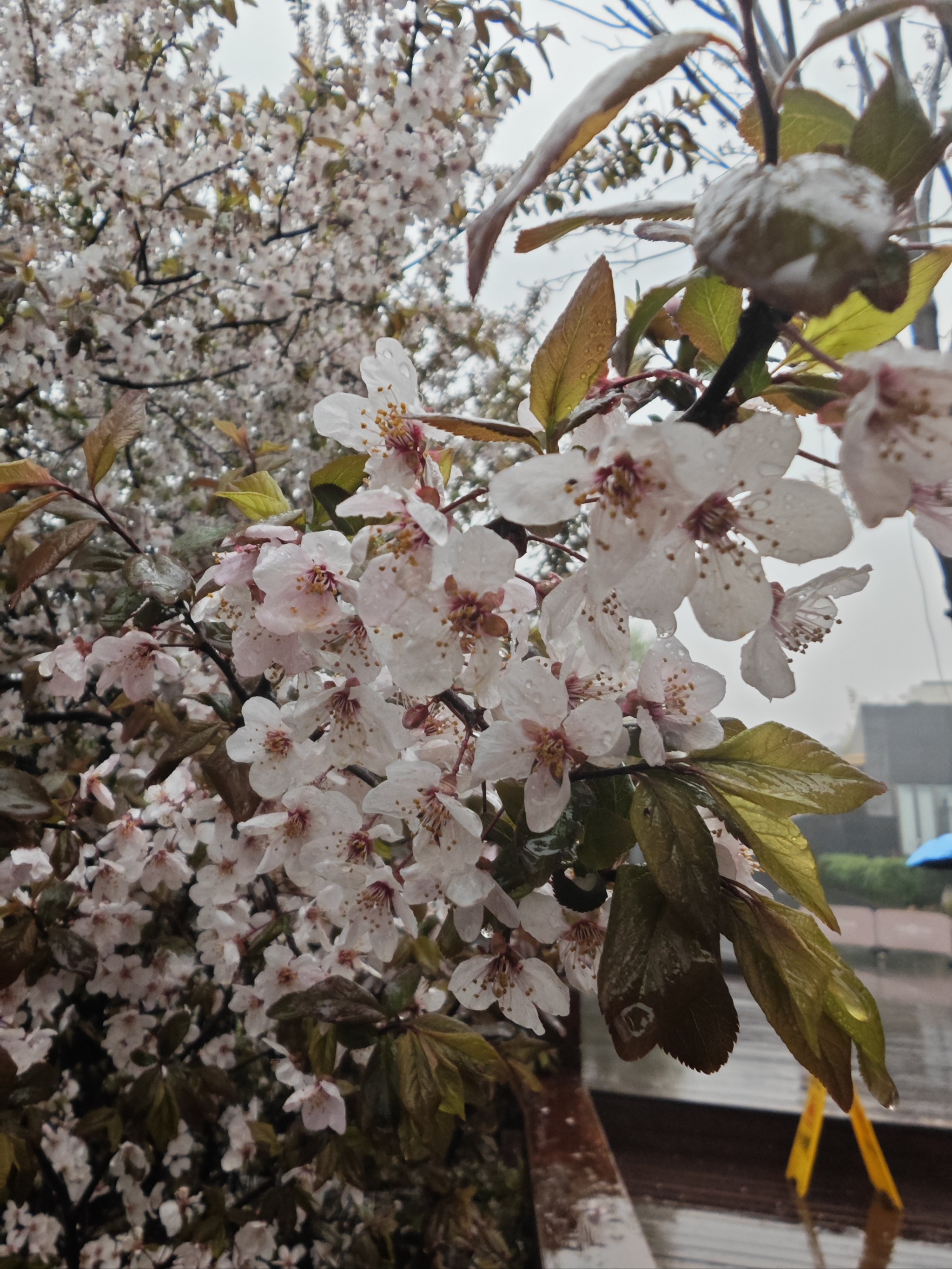 樱桃李花花语图片