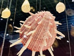 -青岛贝壳博物馆