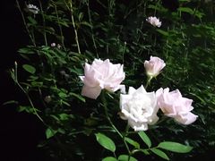 -人民公园(罗湖区)